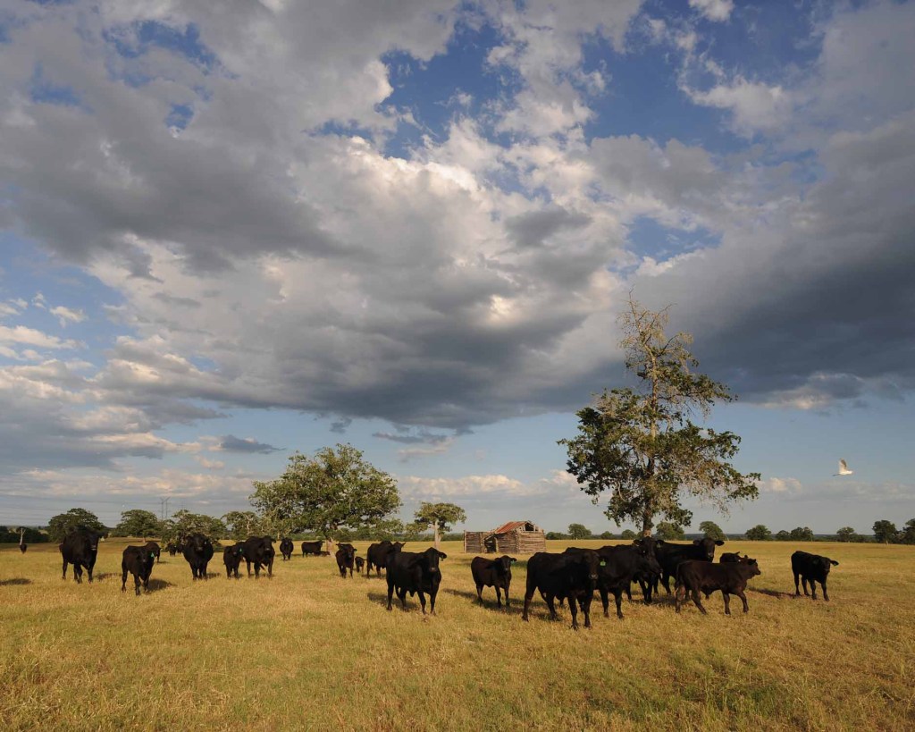 Areas Bre Serves in Bastrop County & Central Texas 4 Cattle on rural land in Bastrop County, Texas